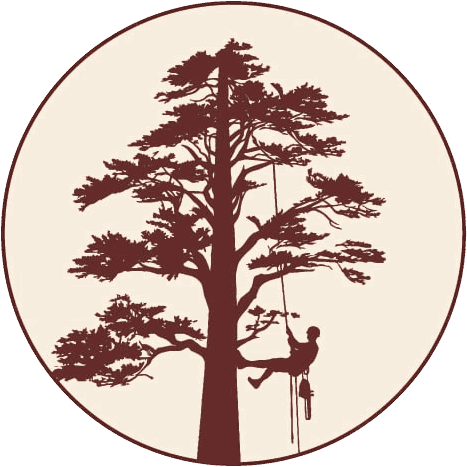Bonhomme Élagage — arboriste grimpeur en intervention dans un pin