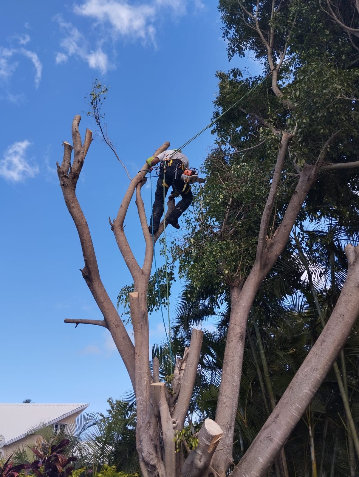 Démontage d'un ficus — photo 2