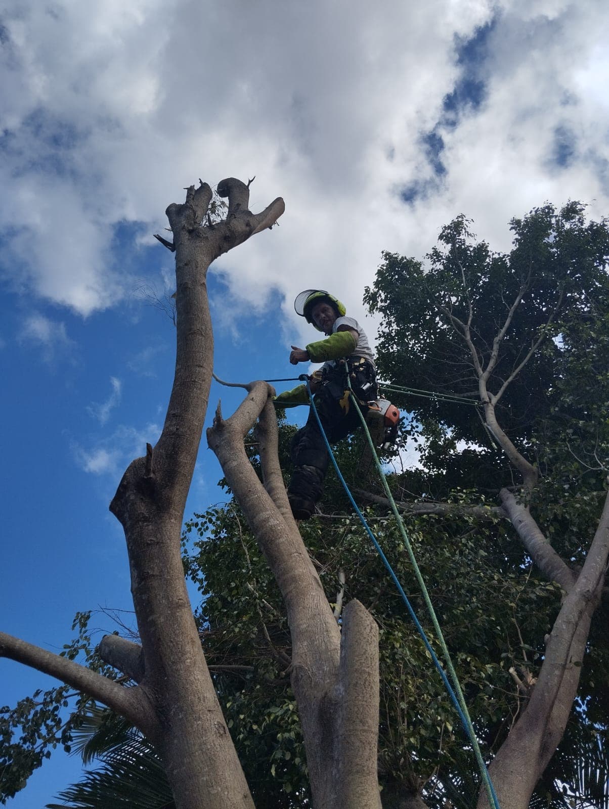 Démontage d'un ficus — photo 3