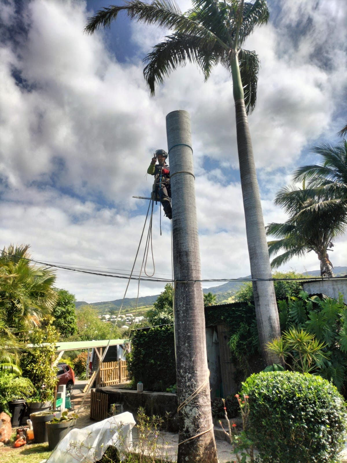 Démontage d'un palmier Royal — photo 4