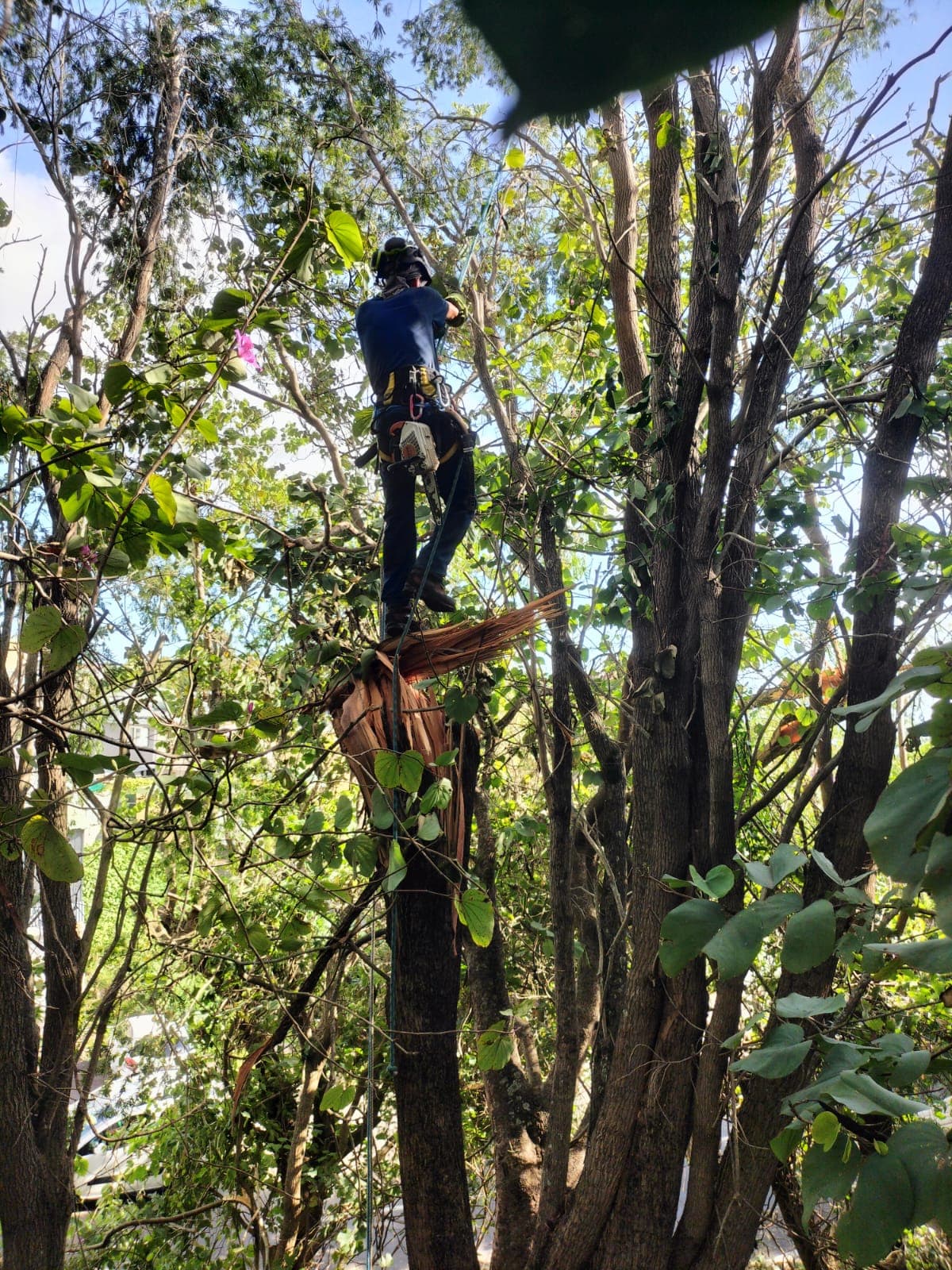 Arbre encroué dans des fils électriques, intervention d'élagage sécurisée