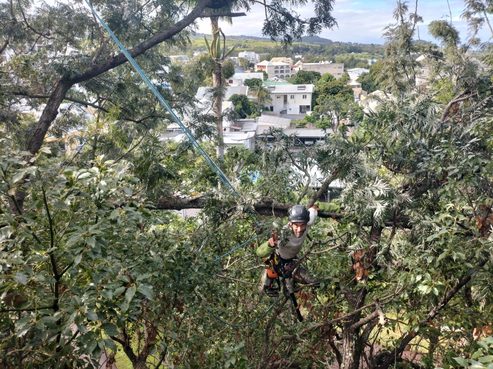 Taille sanitaire d'un arbre affaibli
